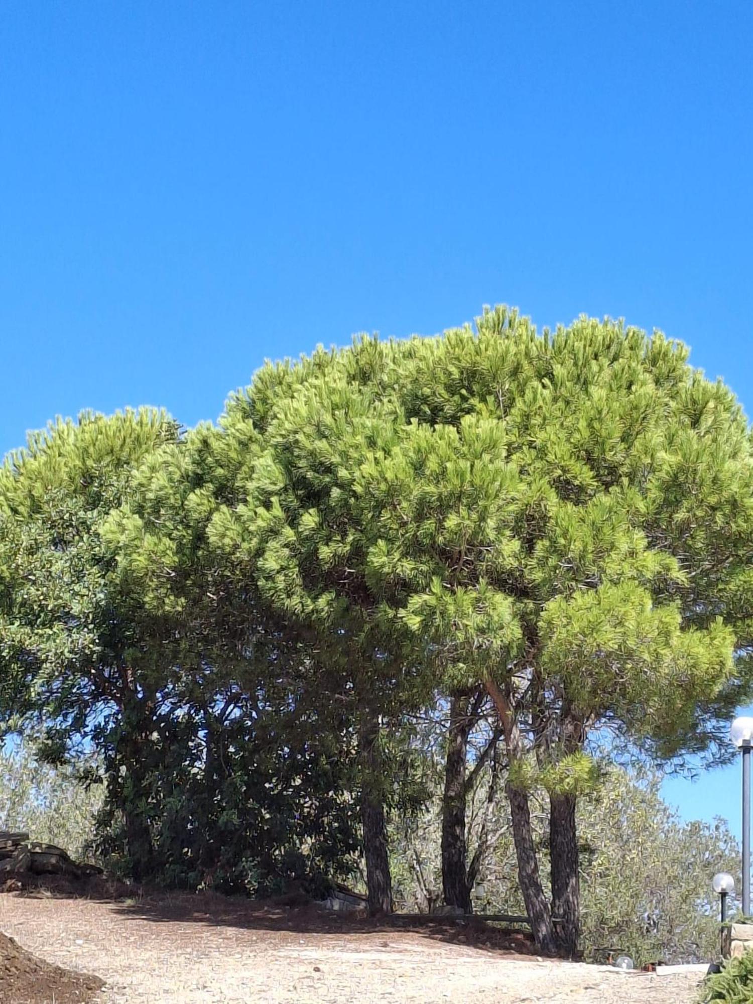 Tenuta Belvedere Cilento Монтекориче Экстерьер фото